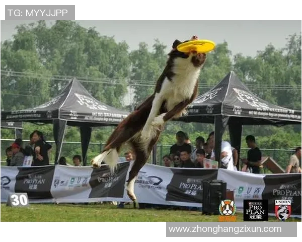 南京飞盘队防守与反击的优劣分析及未来改进方向探讨 南京飞盘队防守与反击的优劣分析及未来改进方向探讨